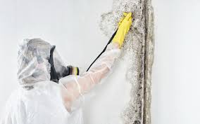 Taylor, AZ Mold Prevention & Removal  Company